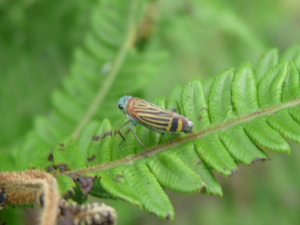Stehlikiana erratilis