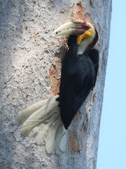 Rhyticeros undulatus