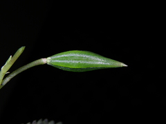Impatiens chlorosepala