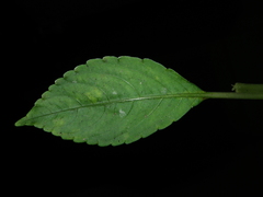 Impatiens chlorosepala