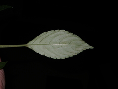 Impatiens chlorosepala