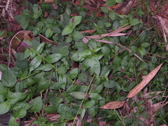 Veronicastrum caulopterum