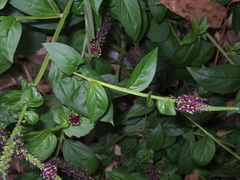 Veronicastrum caulopterum