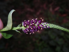 Veronicastrum caulopterum