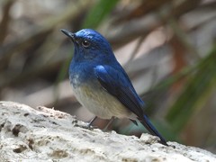 Cyornis hainanus