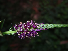 Veronicastrum caulopterum