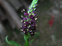 Veronicastrum caulopterum