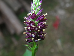 Veronicastrum caulopterum