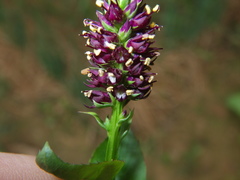 Veronicastrum caulopterum