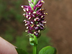 Veronicastrum caulopterum