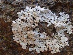 Kashiwadia orientalis
