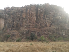 Ptilopachus petrosus