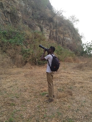 Ptilopachus petrosus