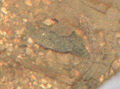 Rhinogobius duospilus