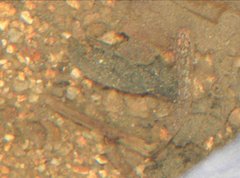 Rhinogobius duospilus