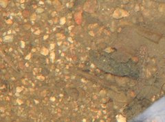 Rhinogobius duospilus