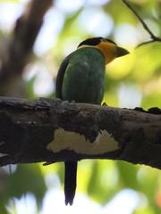 Psarisomus dalhousiae