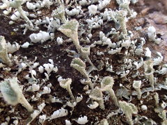Cladonia kurokawae