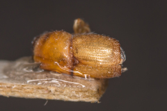 Scolytus pygmaeus