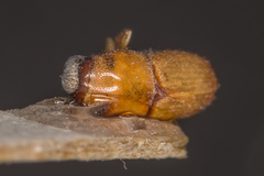 Scolytus pygmaeus