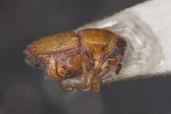 Scolytus pygmaeus