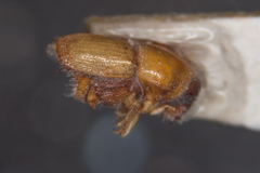 Scolytus pygmaeus