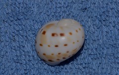 Naticarius alapapilionis