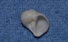 Naticarius alapapilionis