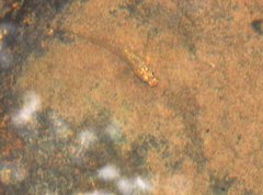 Rhinogobius duospilus