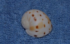 Naticarius alapapilionis