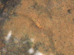 Rhinogobius duospilus