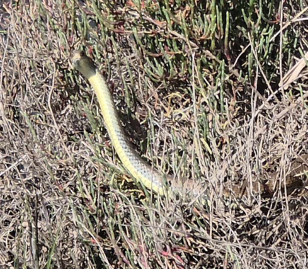 Psammophiidae