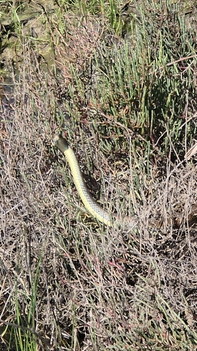 Western Montpellier Snake