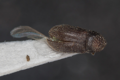 Trypophloeus asperatus