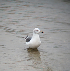 Larus crassirostris