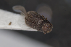 Trypophloeus asperatus