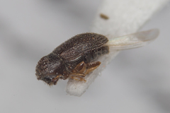 Trypophloeus asperatus