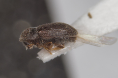 Trypophloeus asperatus