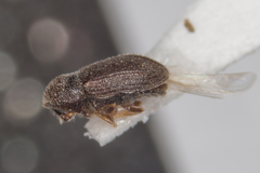Trypophloeus asperatus