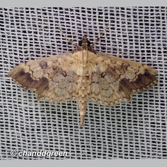 Ategumia