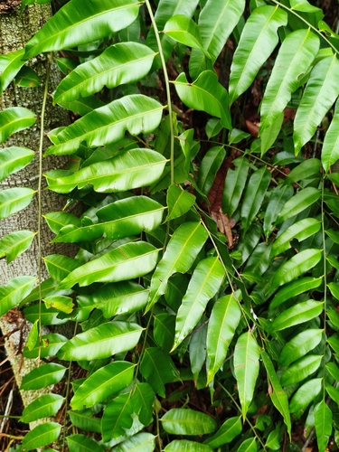 Stenochlaena palustris