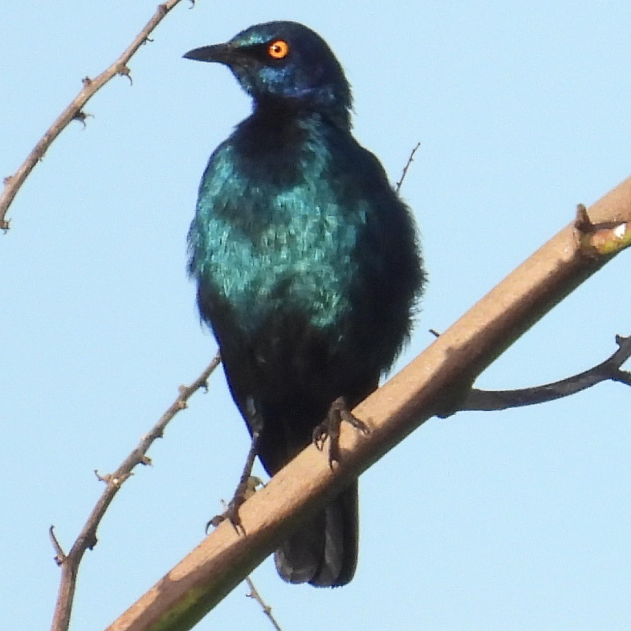 Cape Starling (Lamprotornis nitens), photo 6