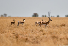 Nanger soemmerringii