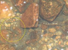 Rhinogobius duospilus