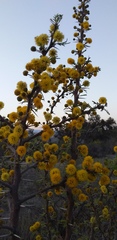 Vachellia schaffneri