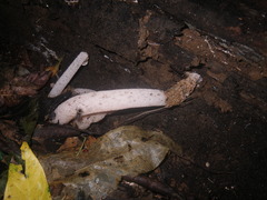 Phallus coronatus