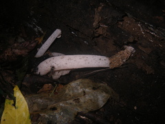 Phallus coronatus