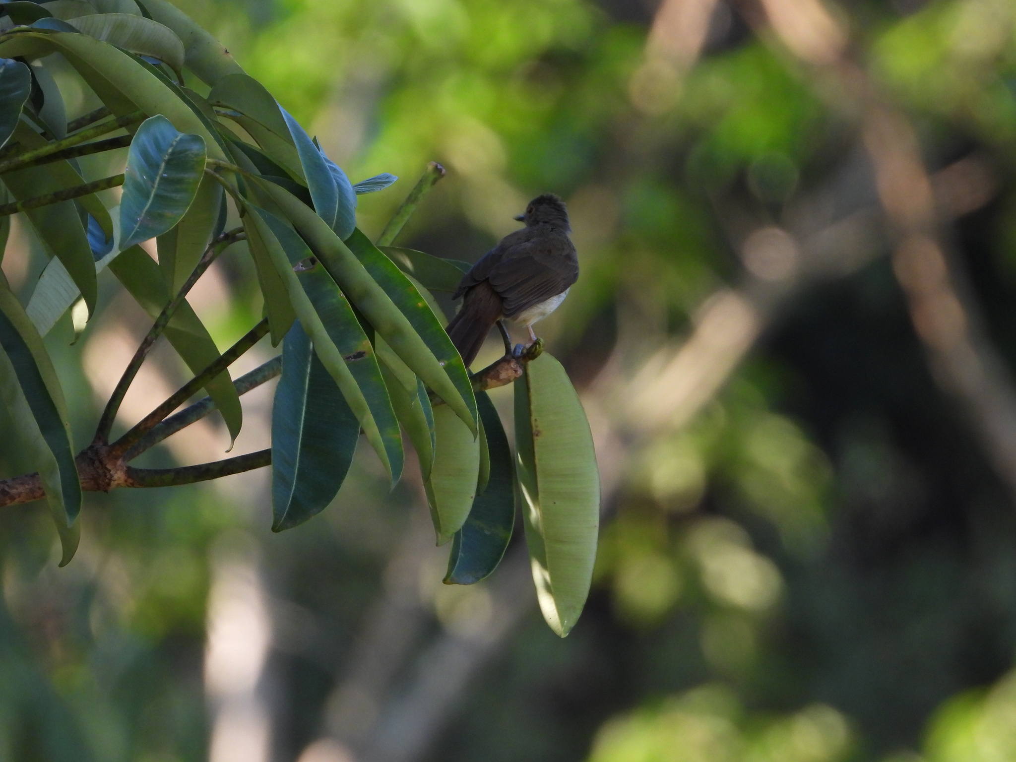 Spectacled Bulbul (Rubigula erythropthalmos), photo 5