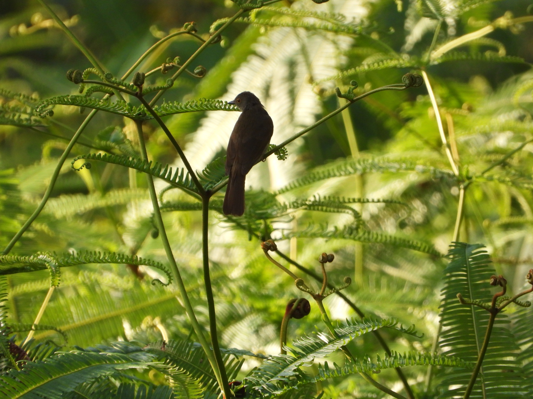 Spectacled Bulbul (Rubigula erythropthalmos), photo 4
