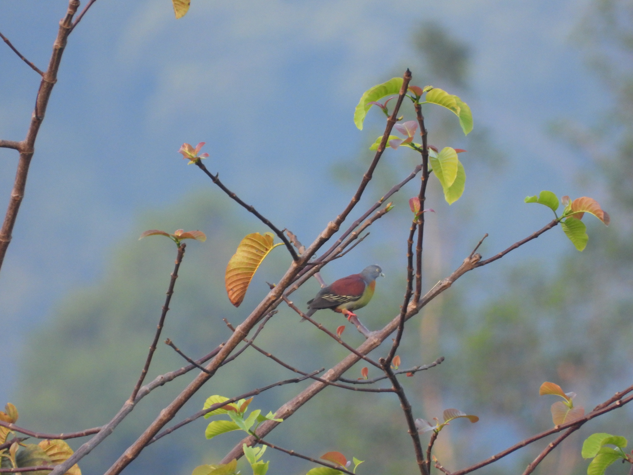 Little Green Pigeon (Treron olax), photo 4